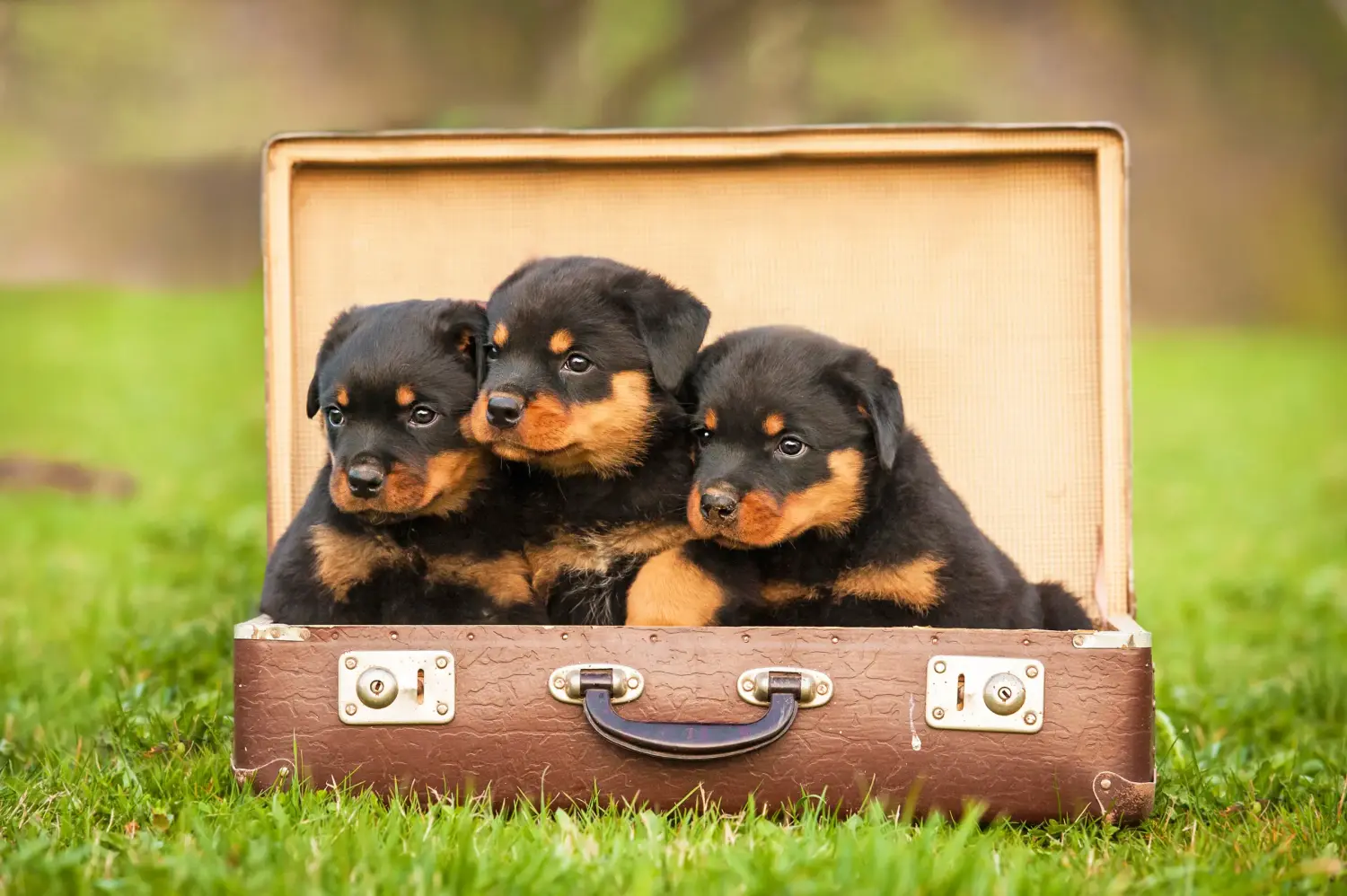 Een Rottweiler puppy kopen betekent verantwoordelijkheid nemen! Rottweiler puppy's kopen.