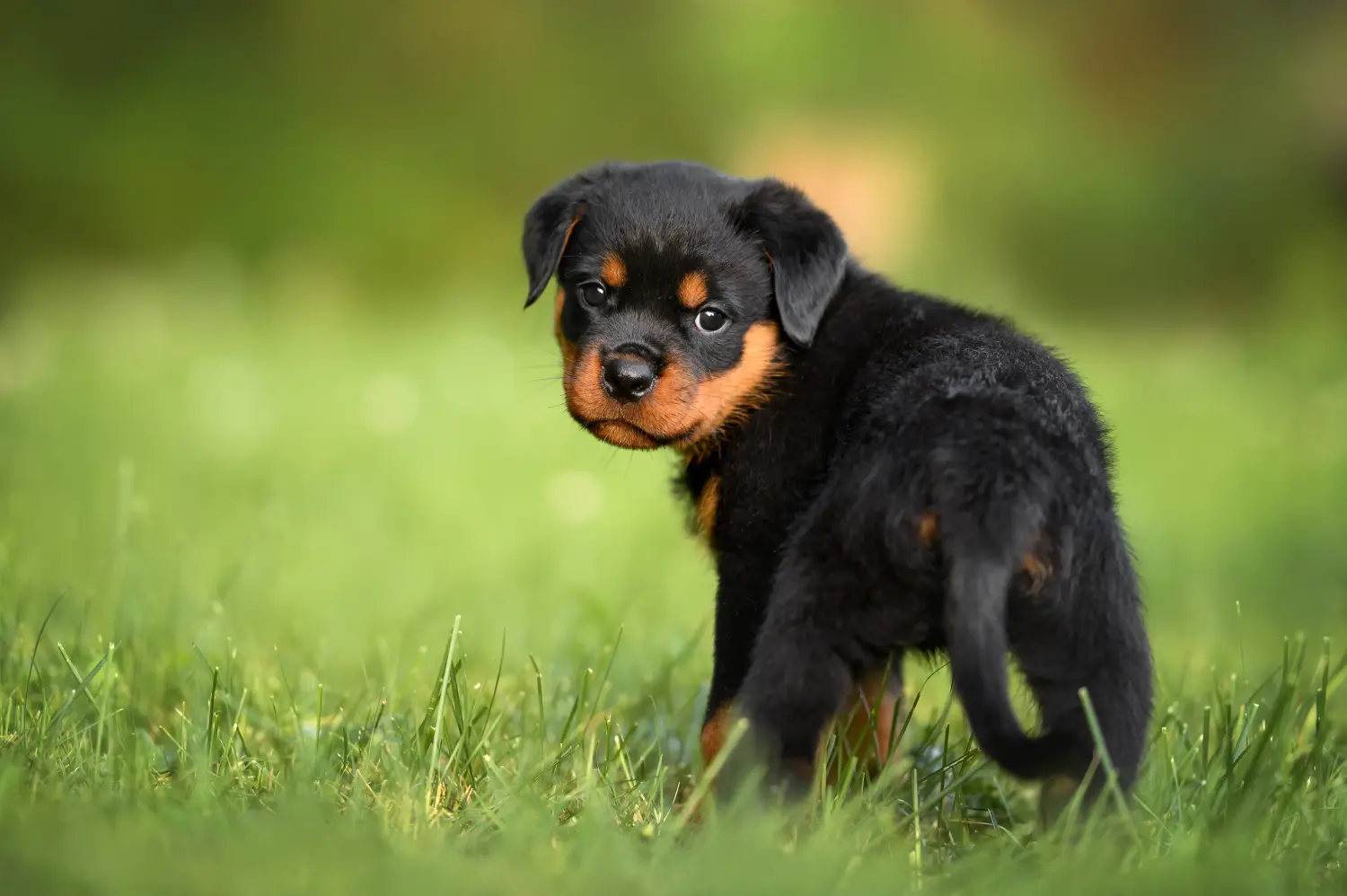 Een Rottweiler puppy kopen betekent verantwoordelijkheid nemen! Rottweiler puppy's kopen.