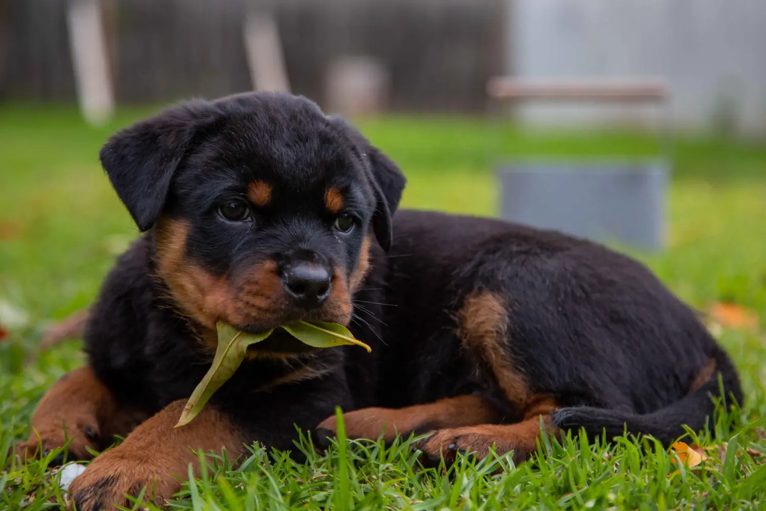 Een Rottweiler puppy kopen betekent verantwoordelijkheid nemen! Rottweiler puppy's kopen.