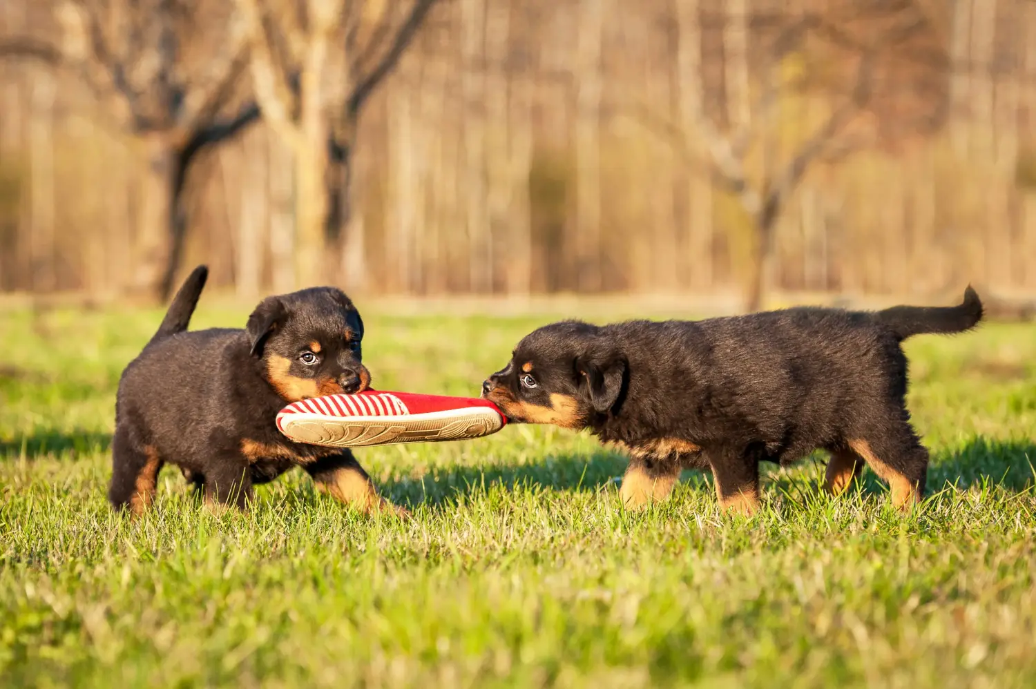 Een Rottweiler puppy kopen betekent verantwoordelijkheid nemen! Rottweiler puppy's kopen.
