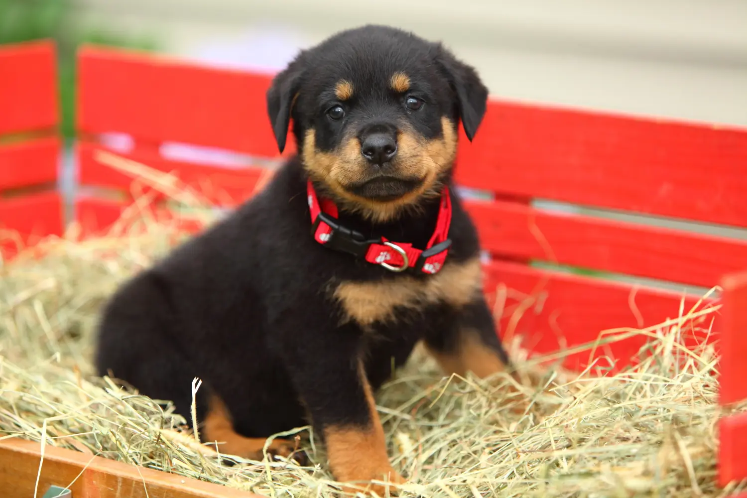 Een Rottweiler puppy kopen betekent verantwoordelijkheid nemen! Rottweiler puppy's kopen.