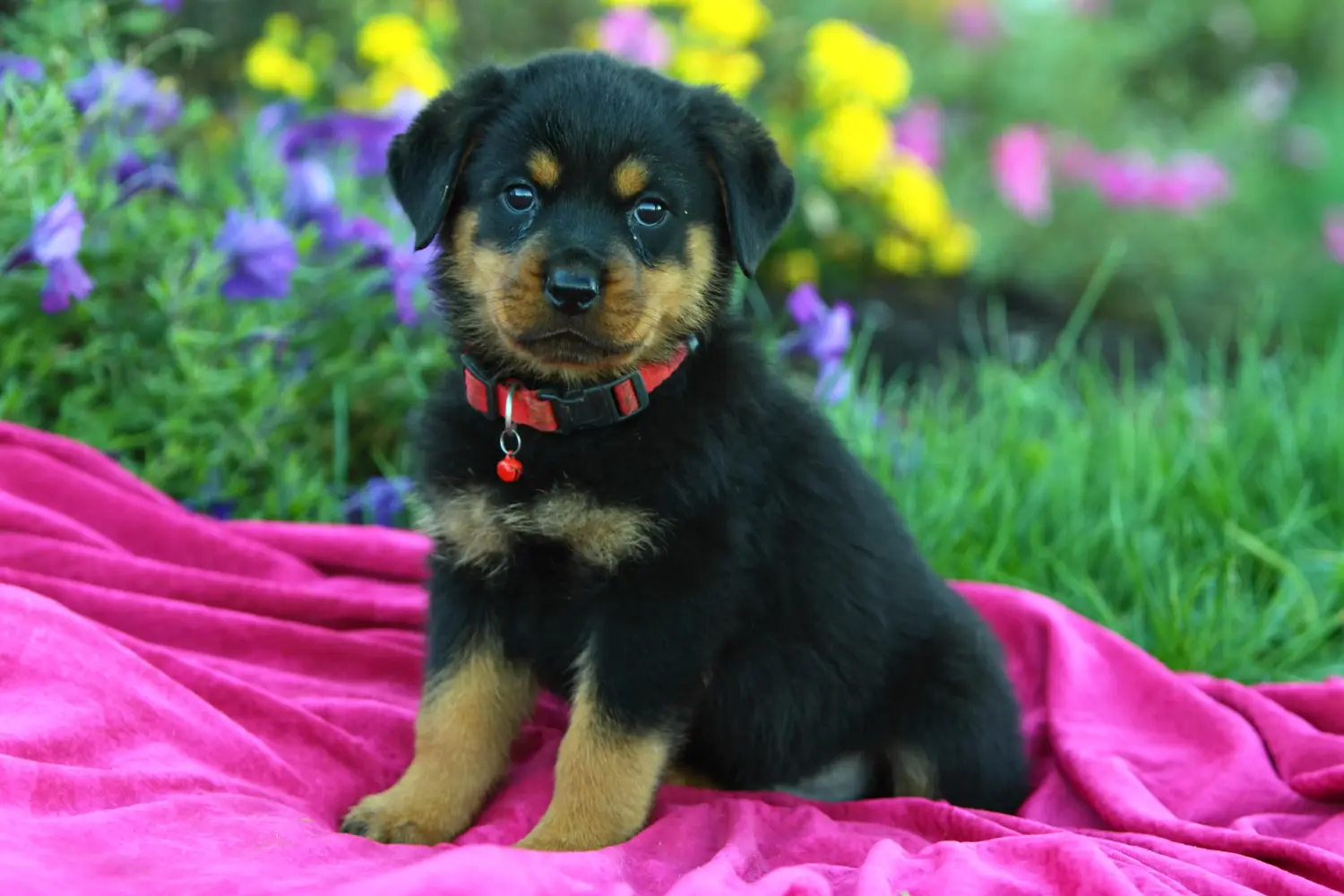 Een Rottweiler puppy kopen betekent verantwoordelijkheid nemen! Rottweiler puppy's kopen.