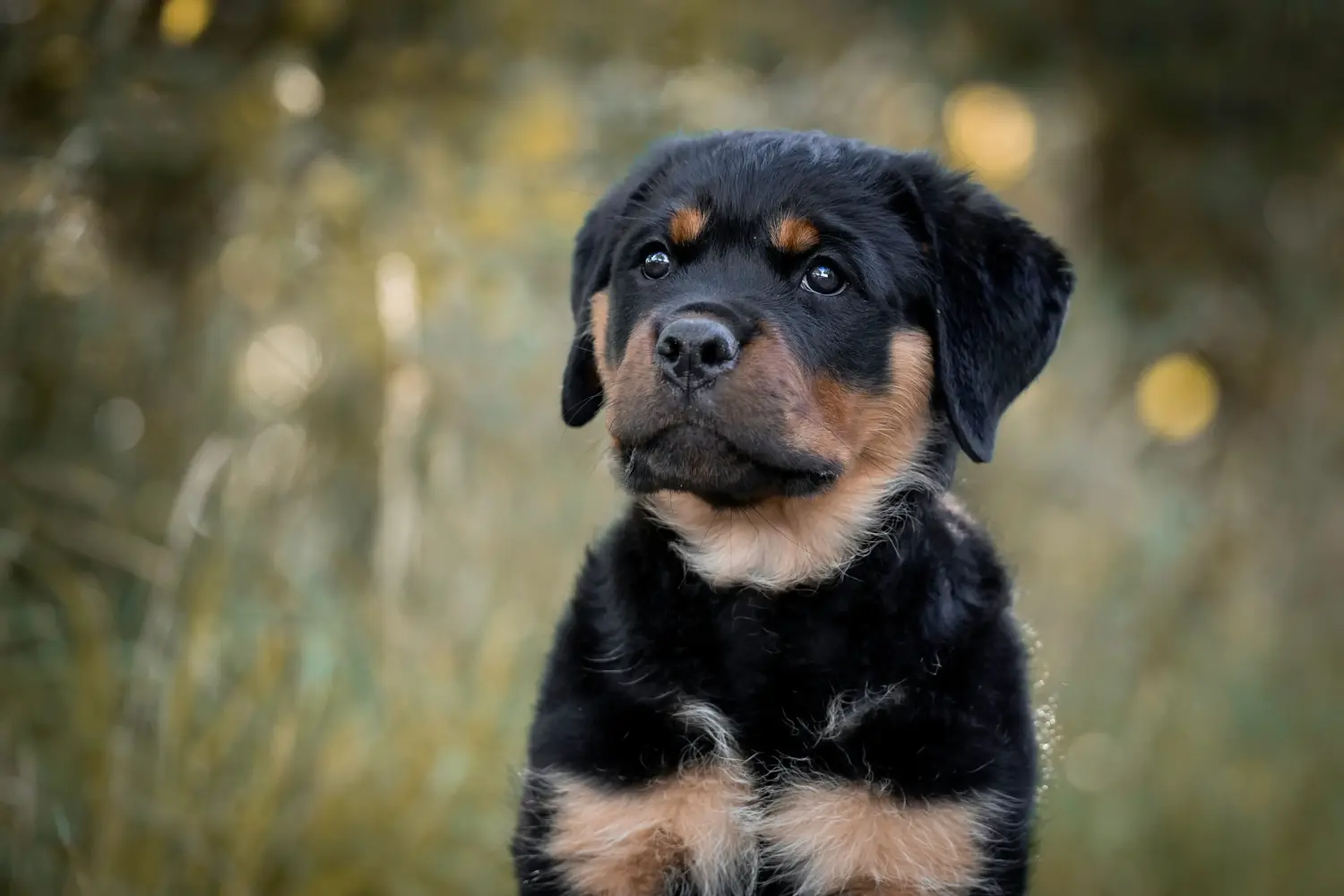 Een Rottweiler puppy kopen betekent verantwoordelijkheid nemen! Rottweiler puppy's kopen.