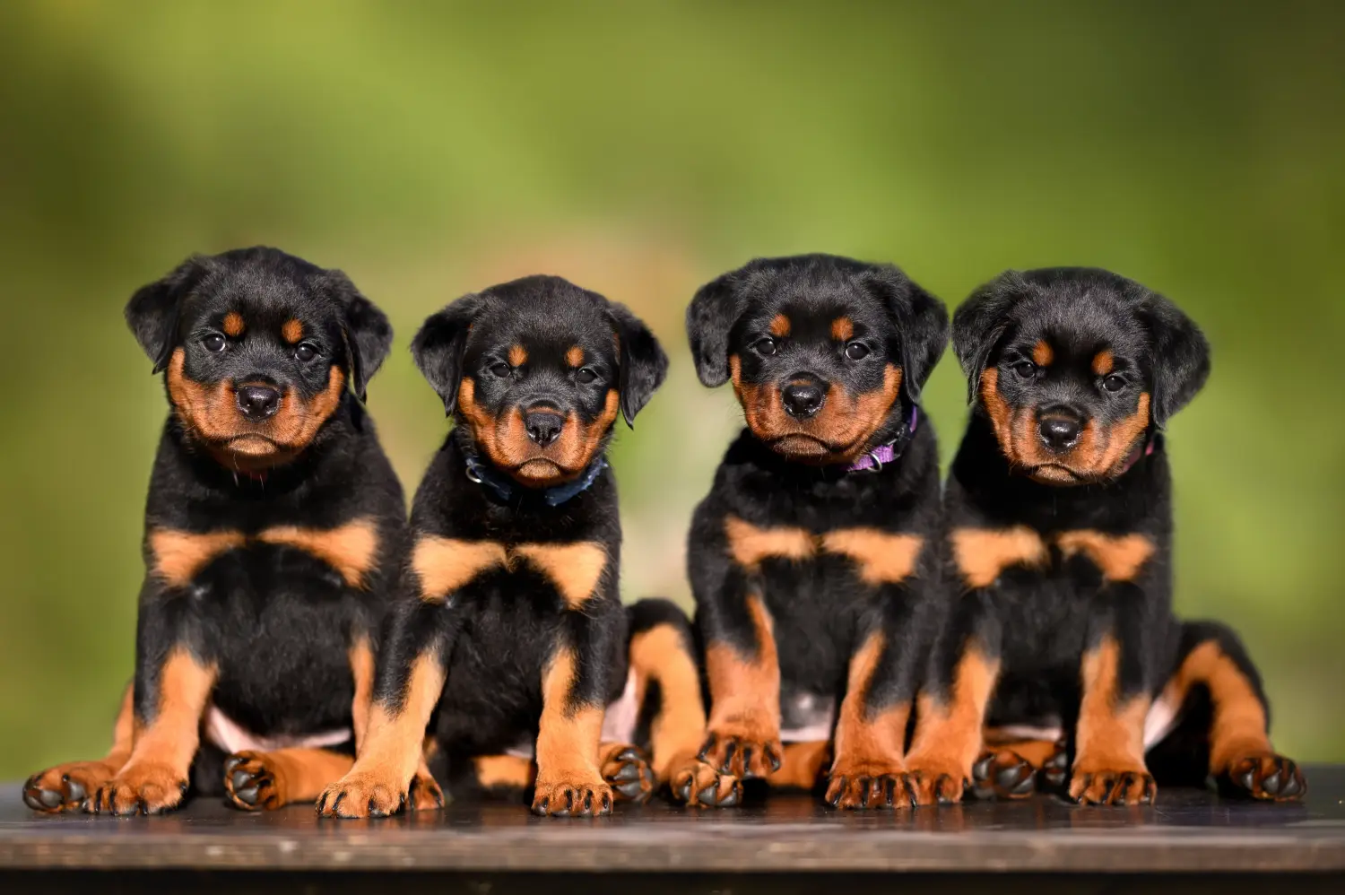 Een Rottweiler puppy kopen betekent verantwoordelijkheid nemen! Rottweiler puppy's kopen.