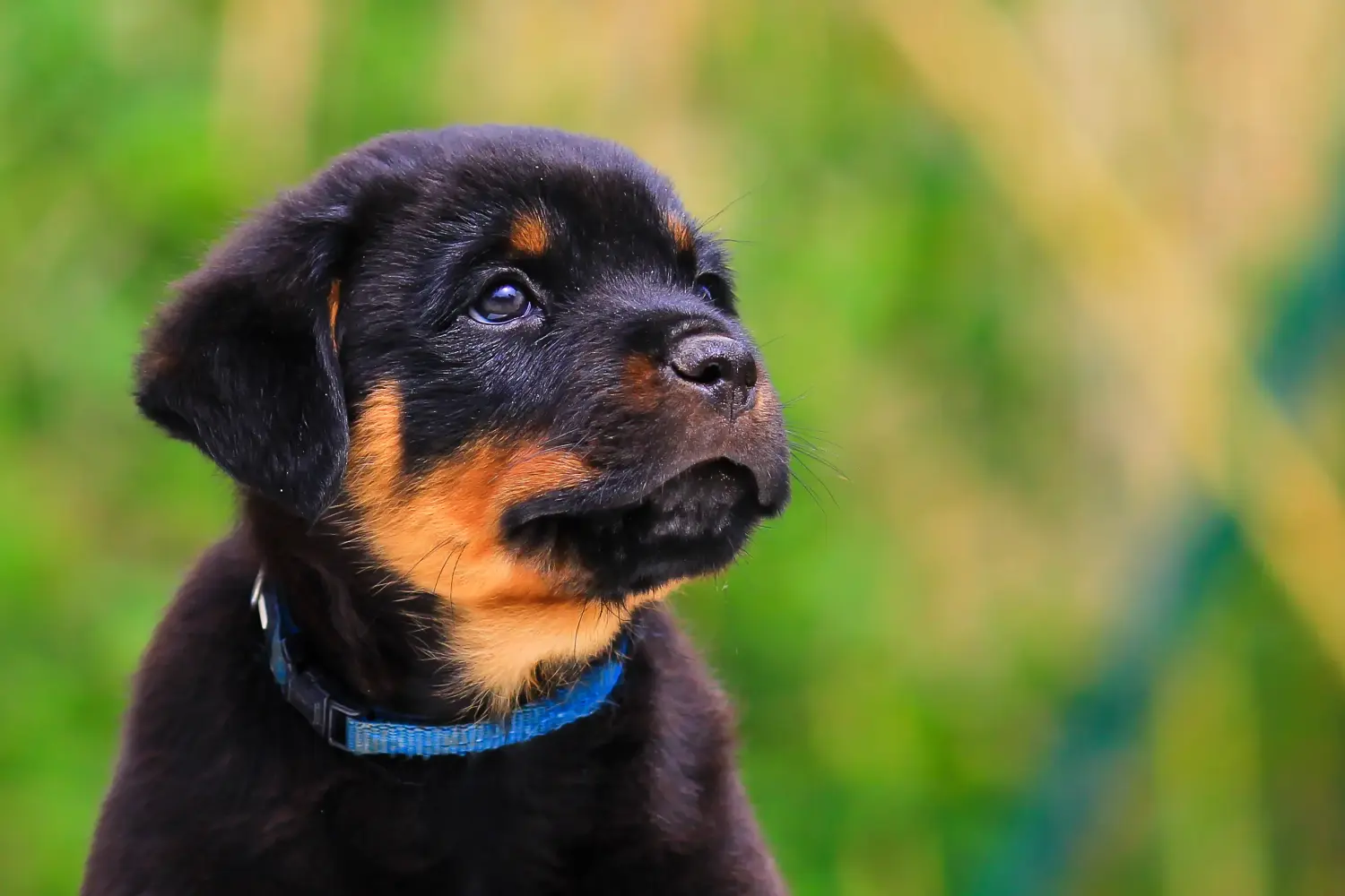 Een Rottweiler puppy kopen betekent verantwoordelijkheid nemen! Rottweiler puppy's kopen.