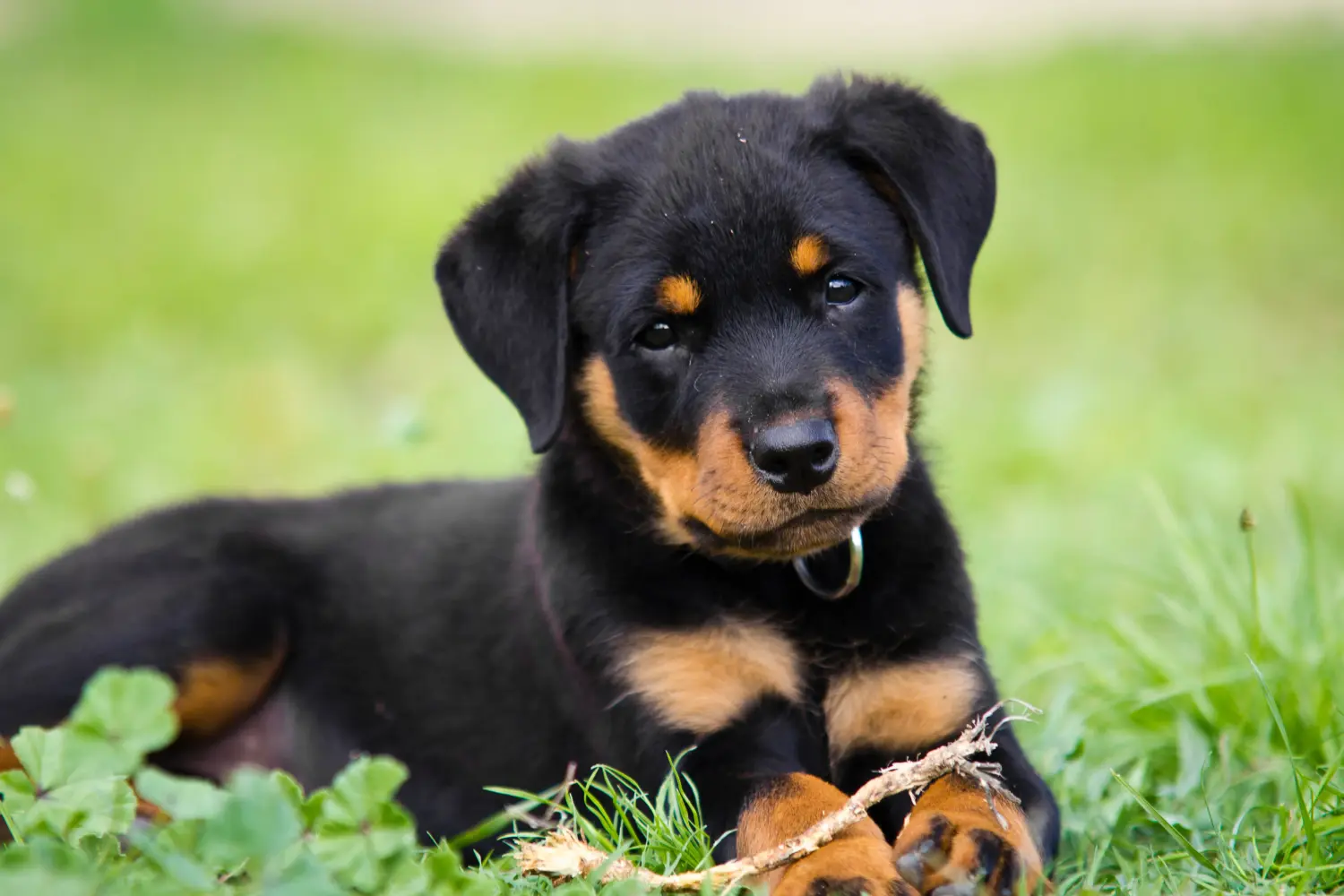 Een Rottweiler puppy kopen betekent verantwoordelijkheid nemen! Rottweiler puppy's kopen.