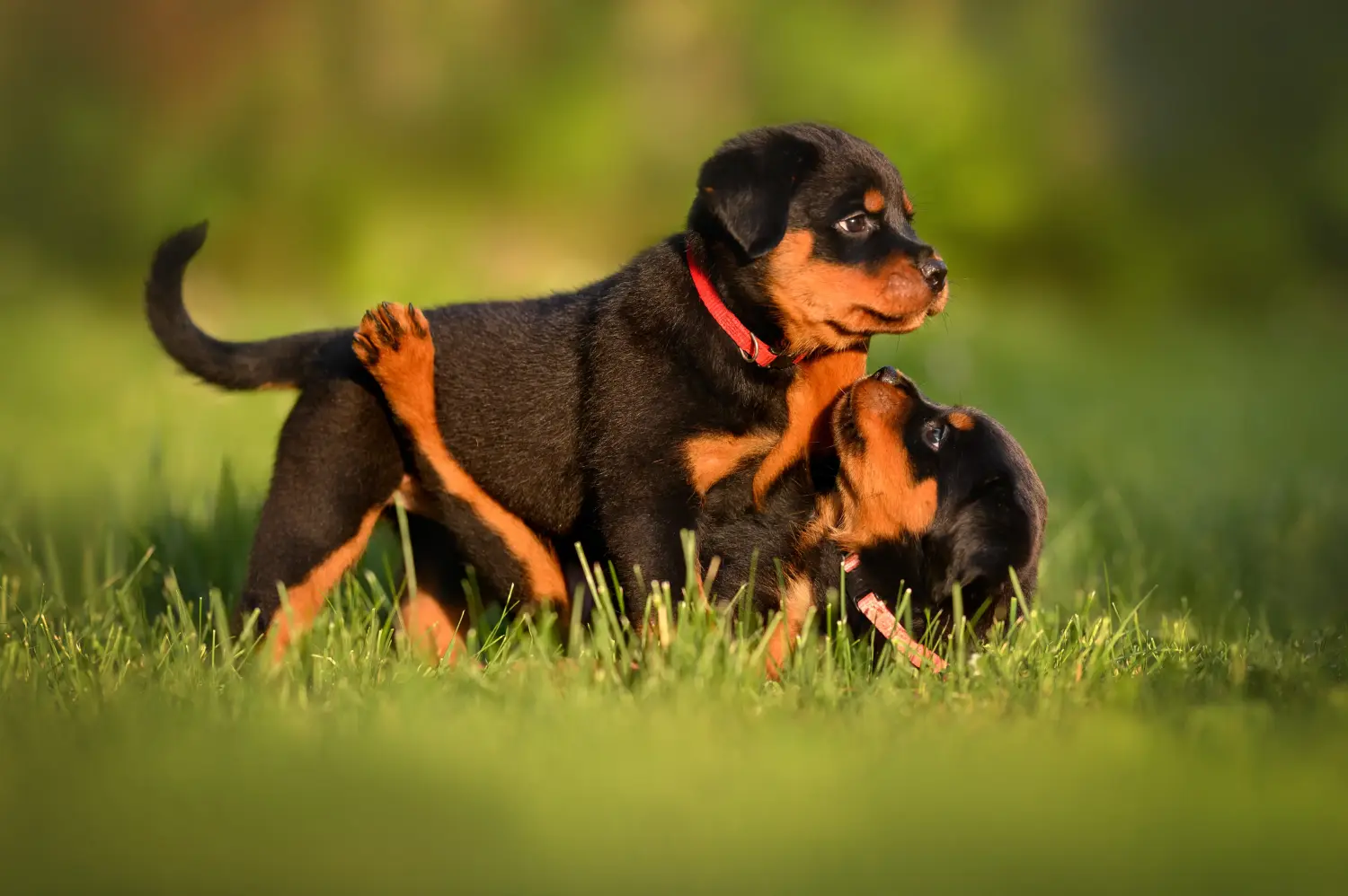 Een Rottweiler puppy kopen betekent verantwoordelijkheid nemen! Rottweiler puppy's kopen.
