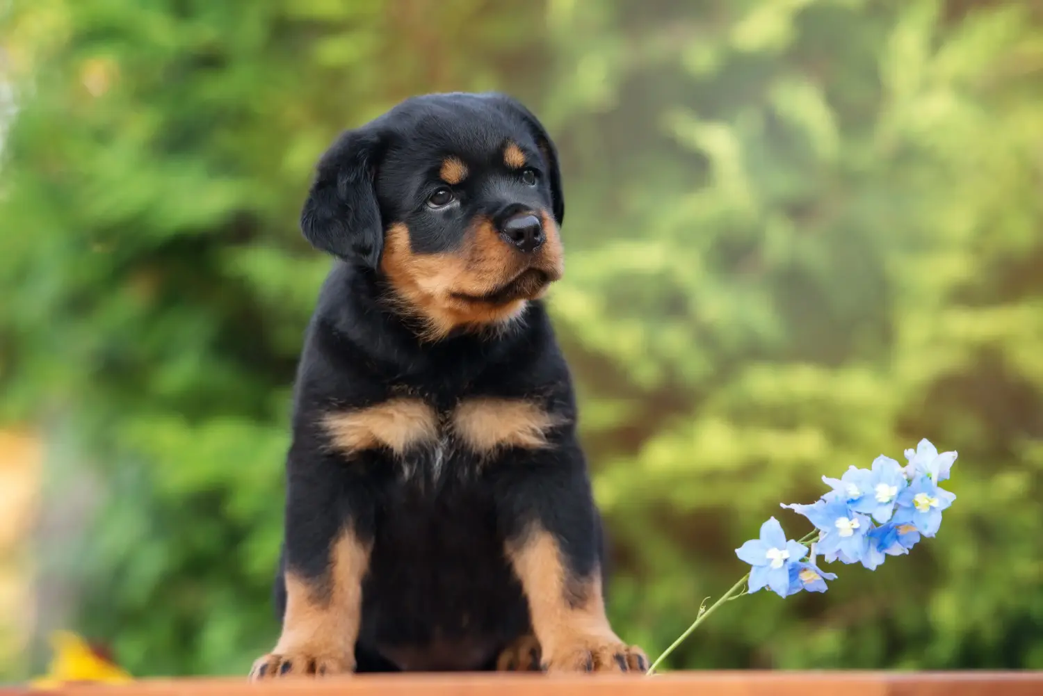 Een Rottweiler puppy kopen betekent verantwoordelijkheid nemen! Rottweiler puppy's kopen.