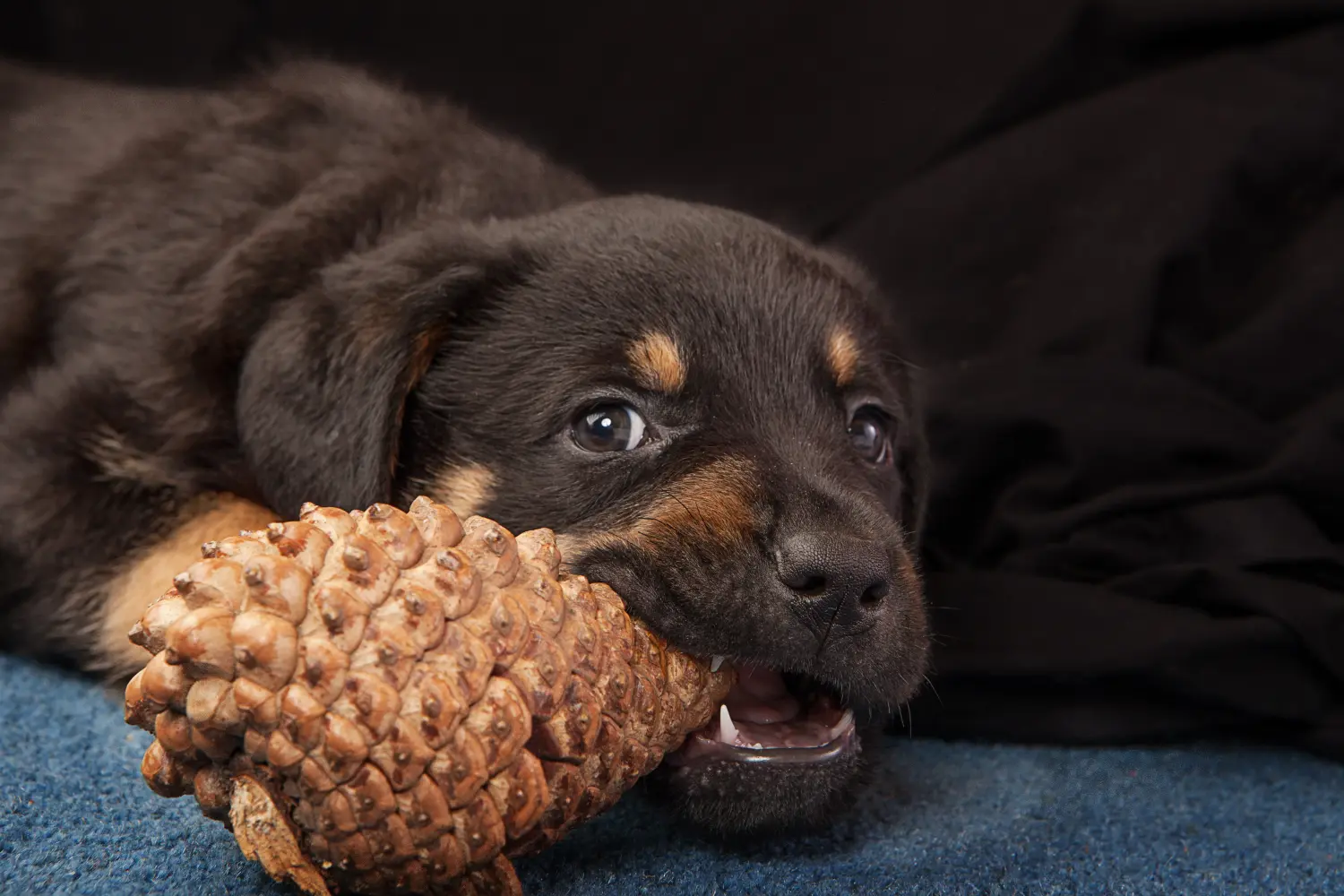 Een Rottweiler puppy kopen betekent verantwoordelijkheid nemen! Rottweiler puppy's kopen.