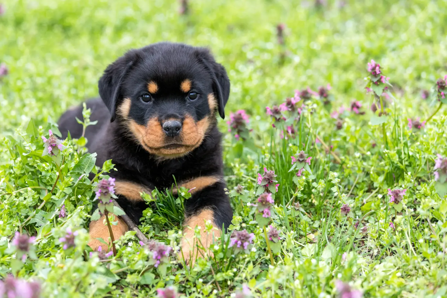 Een Rottweiler puppy kopen betekent verantwoordelijkheid nemen! Rottweiler puppy's kopen.