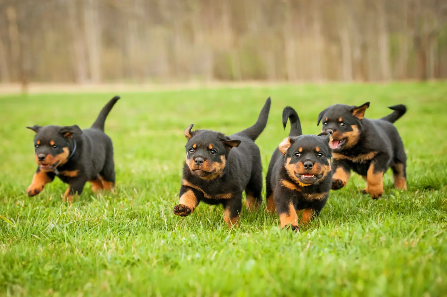 Een Rottweiler puppy kopen betekent verantwoordelijkheid nemen! Rottweiler puppy's kopen.