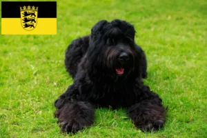 Lees meer over het artikel Russische Zwarte Terriër fokkers en pups in Baden-Württemberg