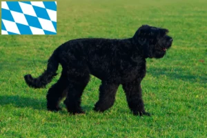 Lees meer over het artikel Russische Zwarte Terriër fokkers en pups in Beieren