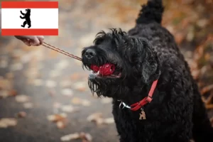 Lees meer over het artikel Russische Zwarte Terrier fokker en pups in Berlijn
