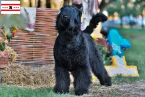Lees meer over het artikel Russische Zwarte Terrier fokker en pups in Drenthe