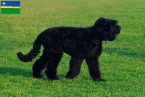Lees meer over het artikel Russische Zwarte Terrier fokker en pups in Flevoland