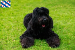 Lees meer over het artikel Russische Zwarte Terrier fokker en pups in Friesland