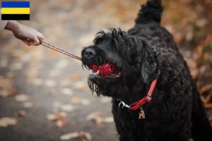 Lees meer over het artikel Russische Zwarte Terrier fokker en pups in Gelderland
