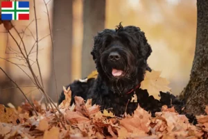 Lees meer over het artikel Russische Zwarte Terrier fokker en pups in Groningen