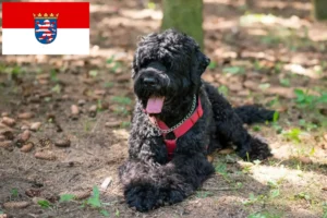 Lees meer over het artikel Russische Zwarte Terrier fokker en pups in Hessen