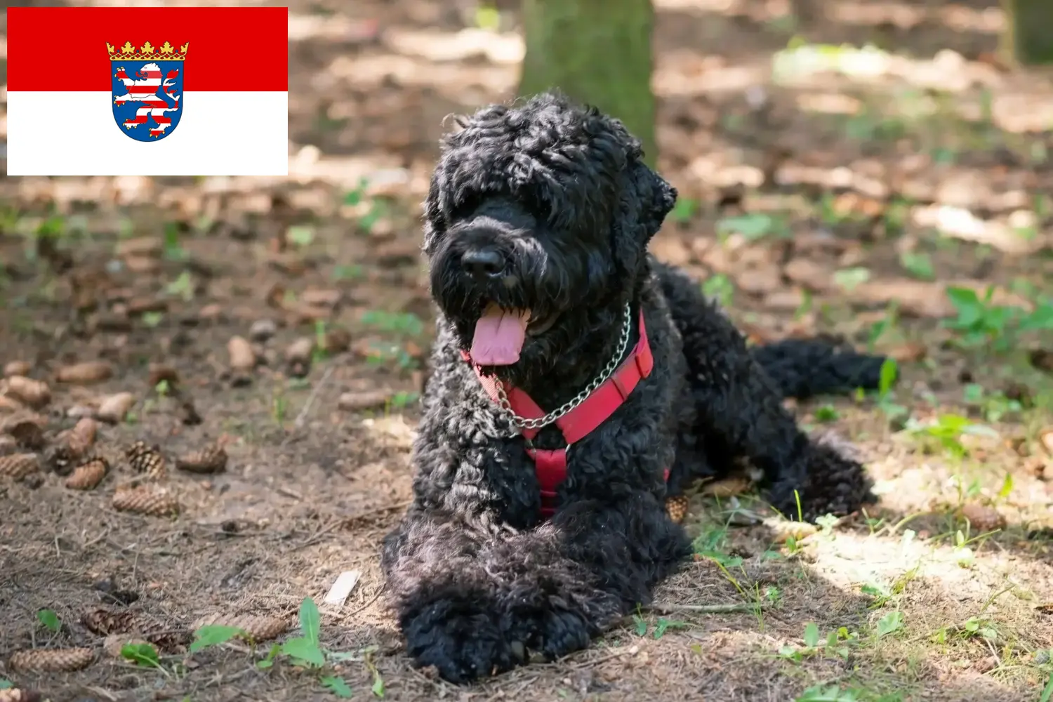 Russische Zwarte Terriër Puppies en Fokker Hessen Hier vind je fokkers van Russische Zwarte Terriërs in Hessen.