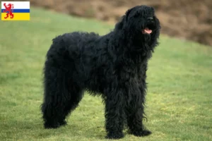 Lees meer over het artikel Russische Zwarte Terrier fokker en pups in Limburg