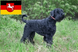 Lees meer over het artikel Russische Zwarte Terriër fokker en puppies in Nedersaksen