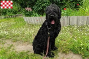 Lees meer over het artikel Russische Zwarte Terrier fokker en pups in Noord-Brabant