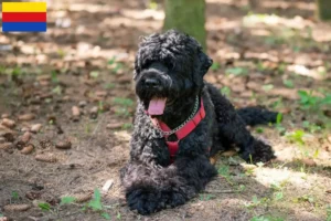 Lees meer over het artikel Russische Zwarte Terrier fokker en pups in Noord-Holland