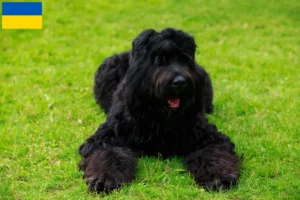 Lees meer over het artikel Russische Zwarte Terriër Fokker en Puppies in Oekraïne