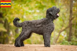Lees meer over het artikel Russische Zwarte Terrier fokker en pups in Overijssel