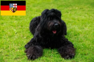 Lees meer over het artikel Russische Zwarte Terrier fokker en pups in Saarland