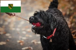 Lees meer over het artikel Russische Zwarte Terriër Fokker en Puppies in Saksen