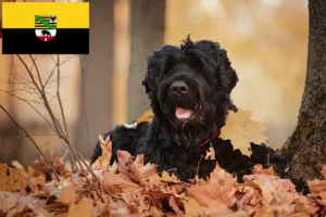 Lees meer over het artikel Russische Zwarte Terriër Fokker en Puppies in Saksen-Anhalt