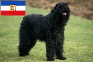 Lees meer over het artikel Russische Zwarte Terriër fokkers en pups in Sleeswijk-Holstein