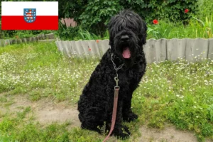 Lees meer over het artikel Russische Zwarte Terriër fokker en pups in Thüringen