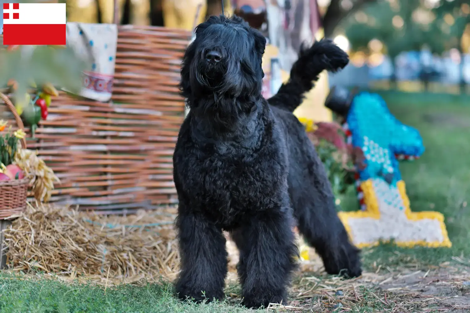 Russische Zwarte Terrier puppy's en fokkers Utrecht Vind hier fokkers van Russische Zwarte Terriërs in Utrecht.