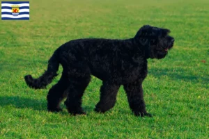 Lees meer over het artikel Russische Zwarte Terrier fokker en pups in Zeeland