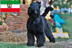 Lees meer over het artikel Russische Zwarte Terriër fokkers en pups in Noordrijn-Westfalen