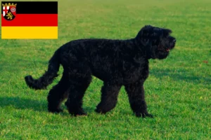 Lees meer over het artikel Russische Zwarte Terriër fokkers en pups in Rijnland-Palts