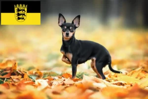 Lees meer over het artikel Russkiy Toy fokkers en pups in Baden-Württemberg