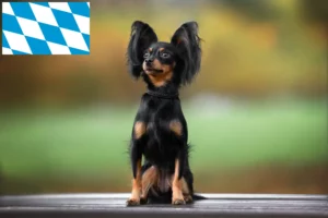Lees meer over het artikel Russkiy Toy fokkers en puppies in Beieren