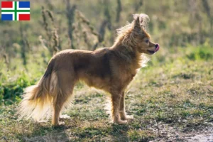 Lees meer over het artikel Russkiy Toy fokkers en pups in Groningen