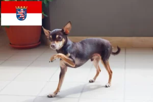 Lees meer over het artikel Russkiy Toy fokkers en pups in Hessen