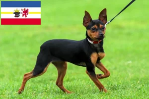 Lees meer over het artikel Russkiy Toy fokkers en pups in Mecklenburg-Vorpommern
