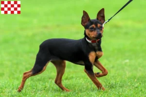 Lees meer over het artikel Russkiy Toy fokkers en pups in Noord-Brabant