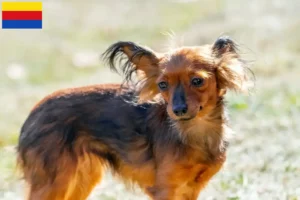 Lees meer over het artikel Russkiy Toy fokkers en pups in Noord-Holland