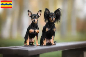 Lees meer over het artikel Russkiy Toy fokkers en pups in Overijssel