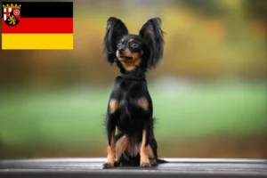 Lees meer over het artikel Russkiy Toy fokkers en pups in Rijnland-Palts