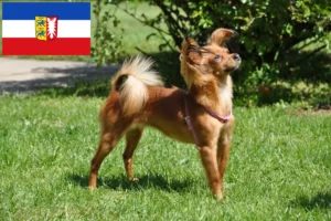 Lees meer over het artikel Russkiy Toy fokkers en pups in Sleeswijk-Holstein